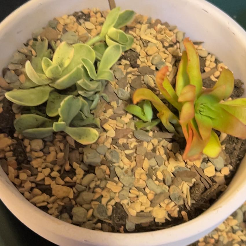 Photo of the plant species Campfire by @SouthKauai named Wildfire on Greg, the plant care app