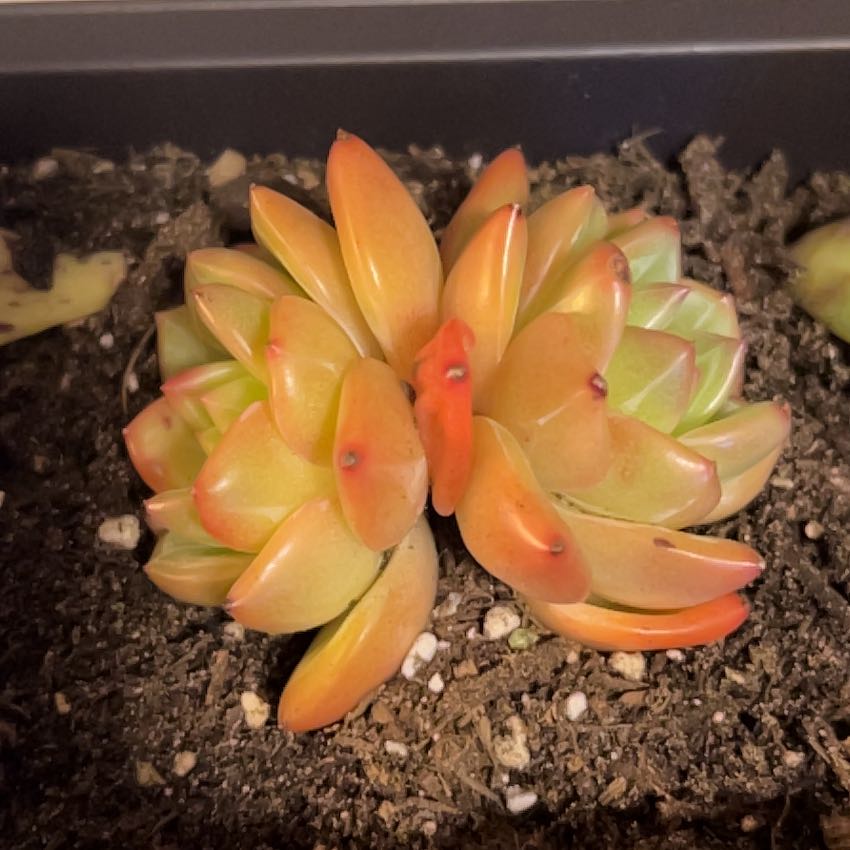 Photo of the plant species Pink Champagne Echeveria by @SouthKauai named Ebony on Greg, the plant care app