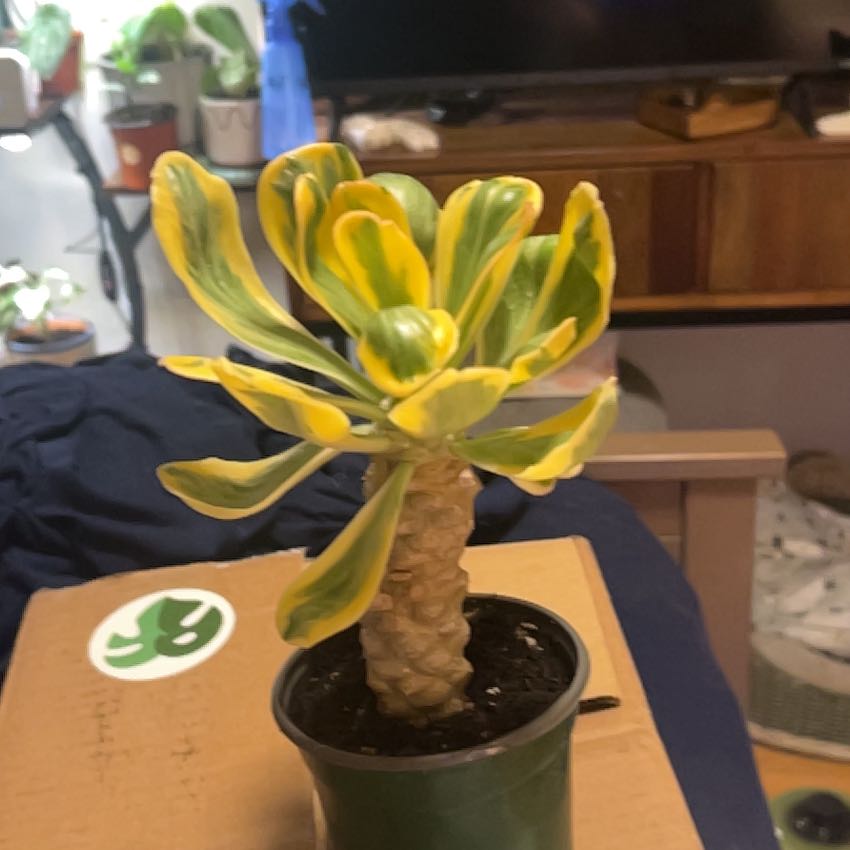 Photo of the plant species Variegated Euphorbia Poissonii by @SouthKauai named Navajo on Greg, the plant care app