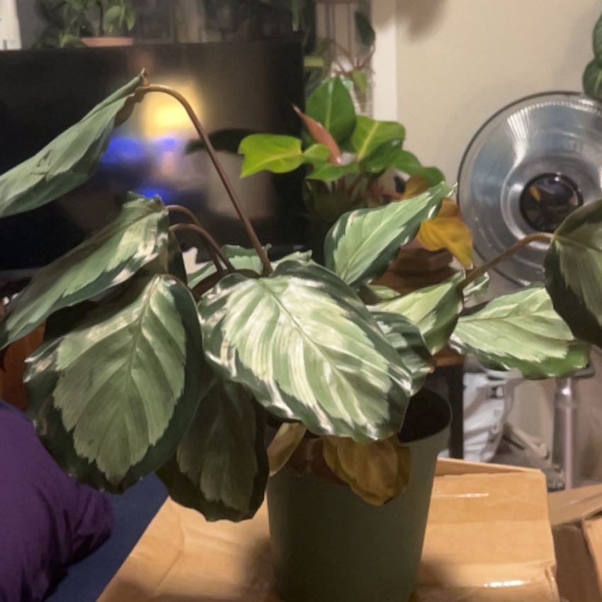 Photo of the plant species Calathea Corona by @SouthKauai named Carina on Greg, the plant care app