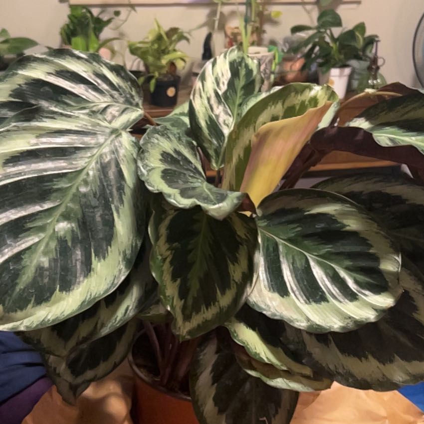 Photo of the plant species Calathea 'Shinestar' by @SouthKauai named Dazzle on Greg, the plant care app