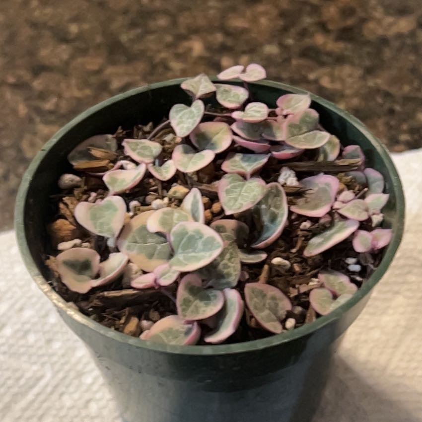 Photo of the plant species Variegated String of Hearts by @SouthKauai named Madonna on Greg, the plant care app
