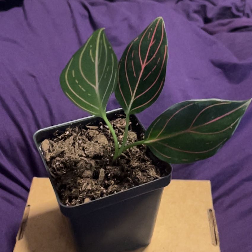 Photo of the plant species Aglaonema by @SouthKauai named Kamea on Greg, the plant care app