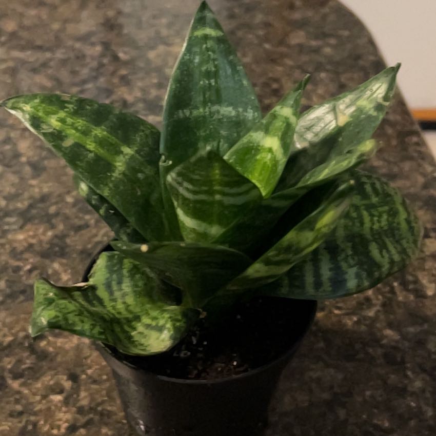Photo of the plant species Snake Plant 'Hahnii Jade' by @SouthKauai named Rajah on Greg, the plant care app