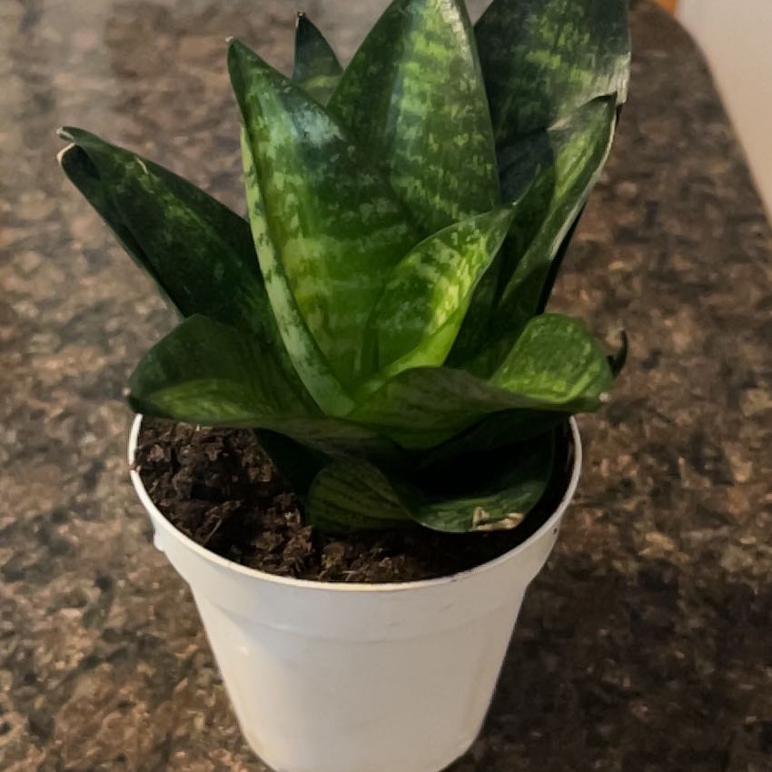 Photo of the plant species Snake Plant 'Hahnii Jade' by @SouthKauai named Sher Kahn on Greg, the plant care app