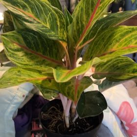 Photo of the plant species Aglaonema 'Golden Fluorite' by @SouthKauai named Kaylani on Greg, the plant care app