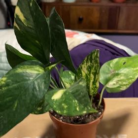 Photo of the plant species Epipremnum 'Sunburst' by @SouthKauai named Brooklyn on Greg, the plant care app