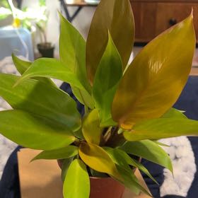 Photo of the plant species Philodendron tangerine by @SouthKauai named Tangee on Greg, the plant care app