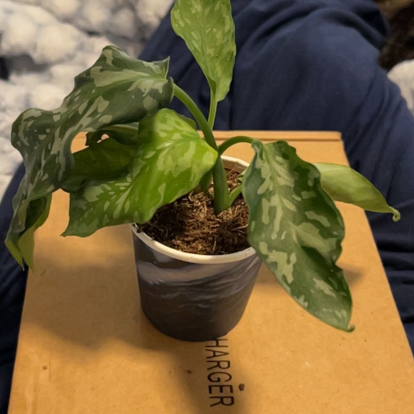 Photo of the plant species Schismatoglottis Sumatran Tiger by @SouthKauai named Kuma on Greg, the plant care app