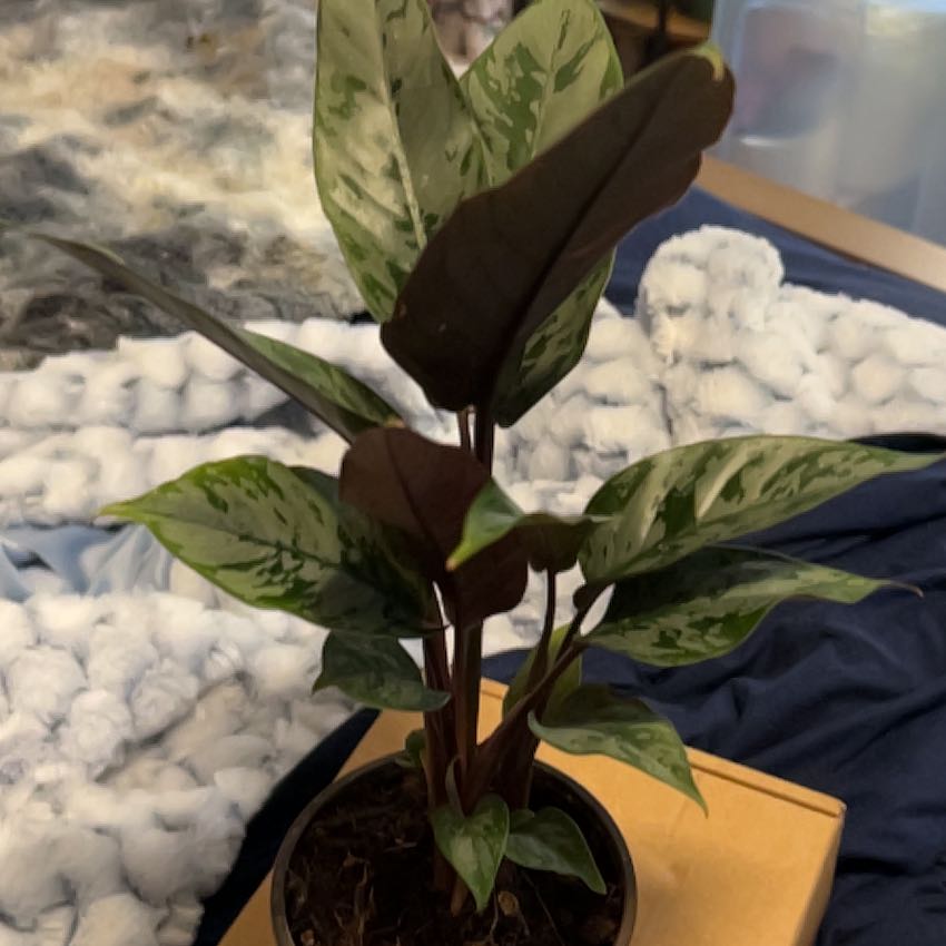 Photo of the plant species Purple Sword by @SouthKauai named Lillian on Greg, the plant care app