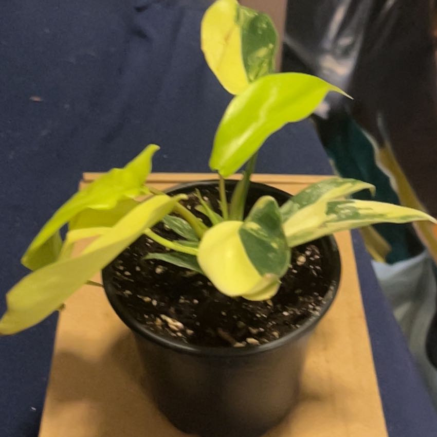 Photo of the plant species Philodendron 'Florida Beauty' by @SouthKauai named Raine on Greg, the plant care app