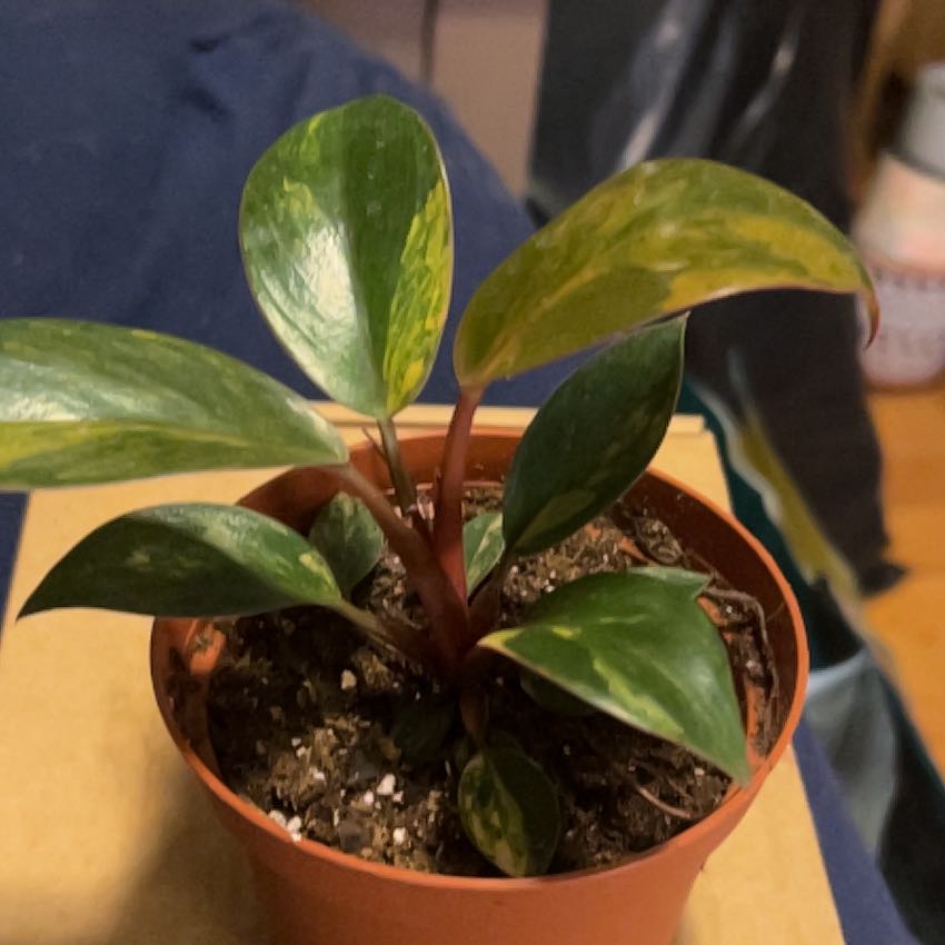 Photo of the plant species Red Congo Variegated by @SouthKauai named Lyric on Greg, the plant care app