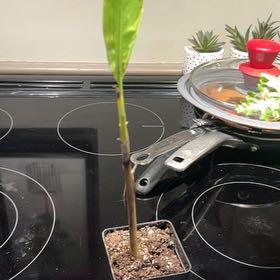 Photo of the plant species Musa by @SouthKauai named Oakley on Greg, the plant care app