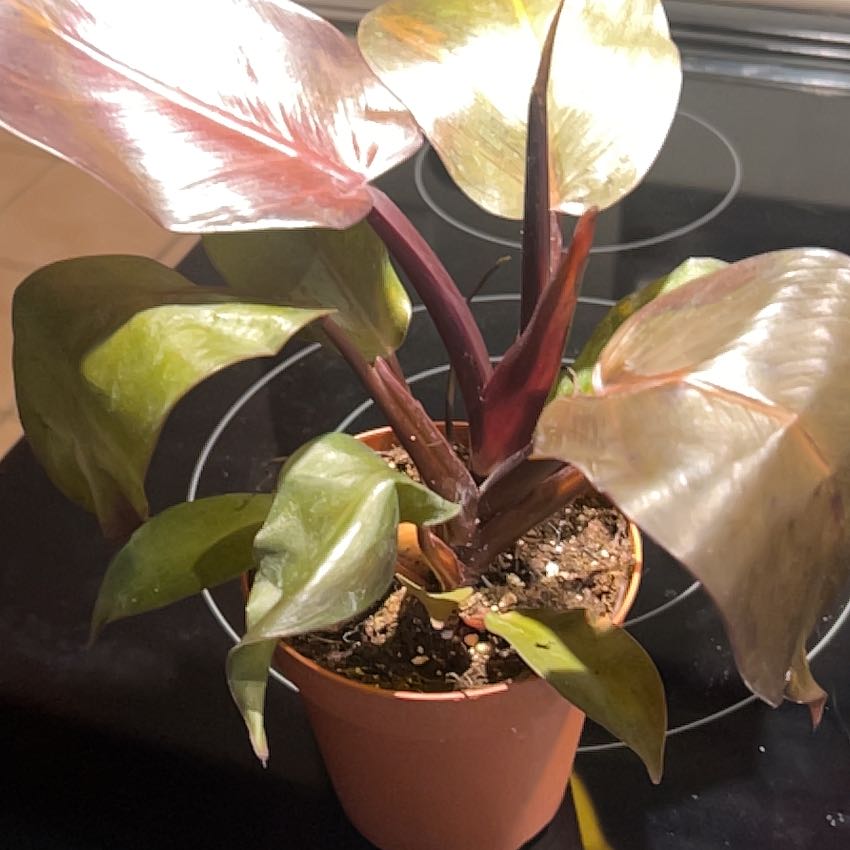 Photo of the plant species McColley's Finale by @SouthKauai named Luca on Greg, the plant care app