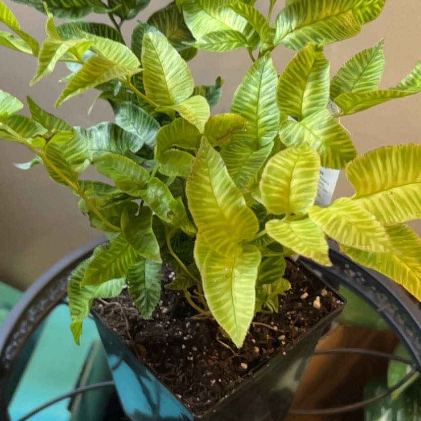 Photo of the plant species Golden Zebra Fern by @SouthKauai named Nemo on Greg, the plant care app