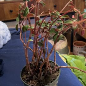 Photo of the plant species Peperomia verticillata 'Red Log' by @SouthKauai named Magnolia on Greg, the plant care app