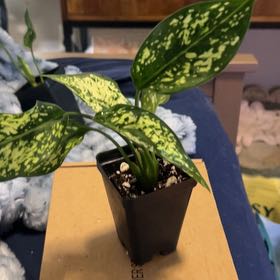 Photo of the plant species Aglaonema 'Osaka' by @SouthKauai named Ivory on Greg, the plant care app
