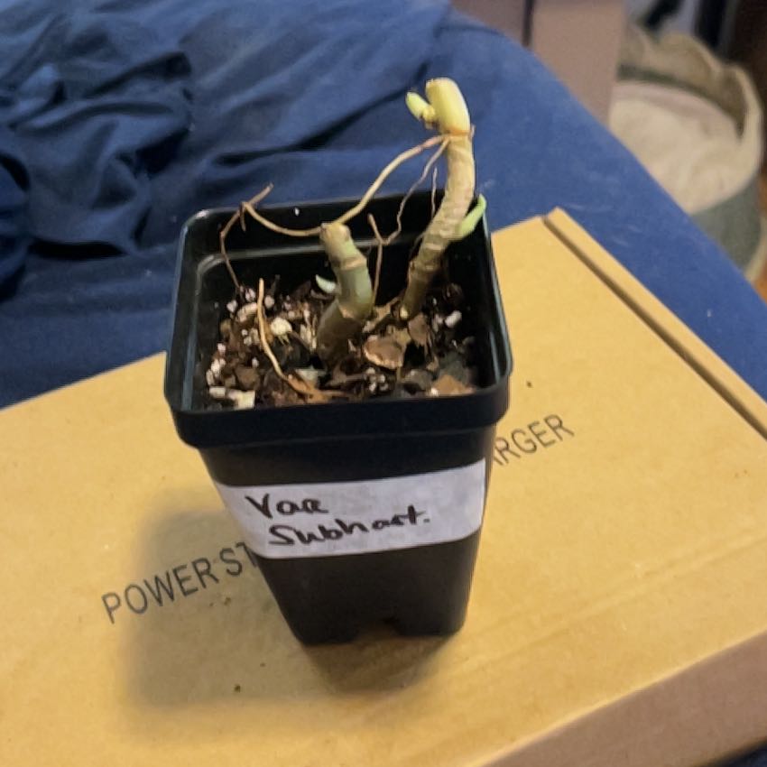 Photo of the plant species Philodendron subhastatum by @SouthKauai named Serena on Greg, the plant care app