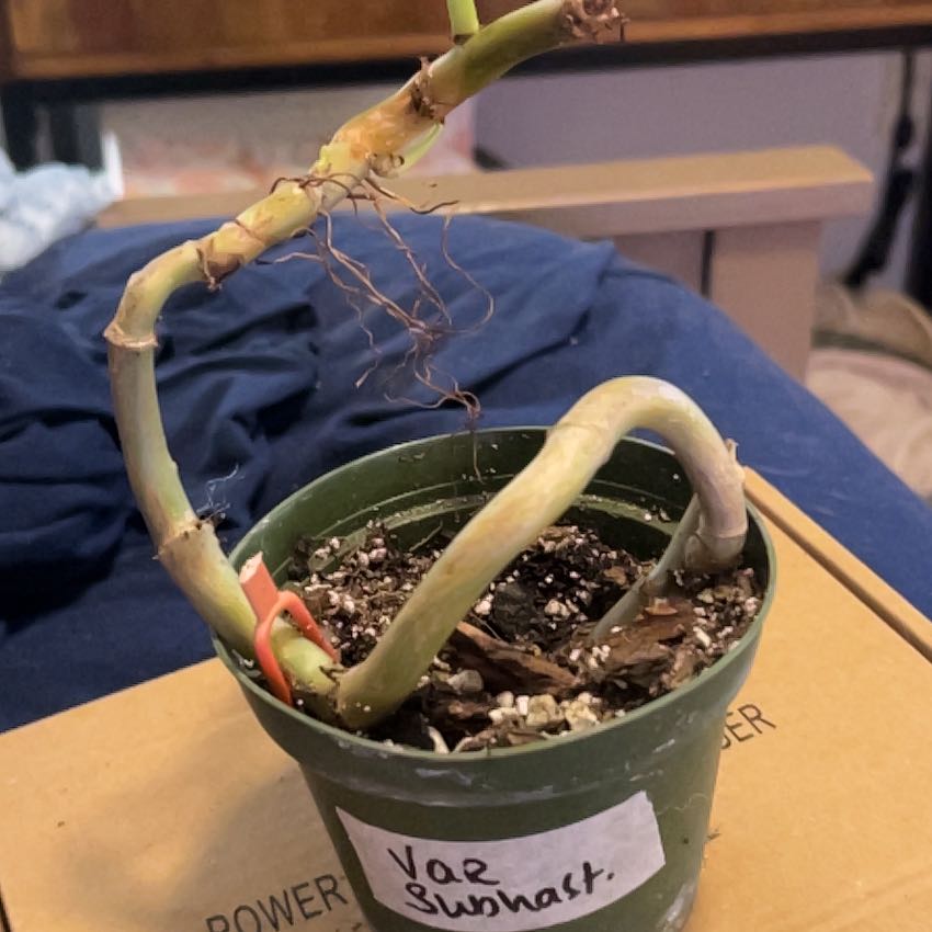 Photo of the plant species Philodendron subhastatum by @SouthKauai named Wormy on Greg, the plant care app