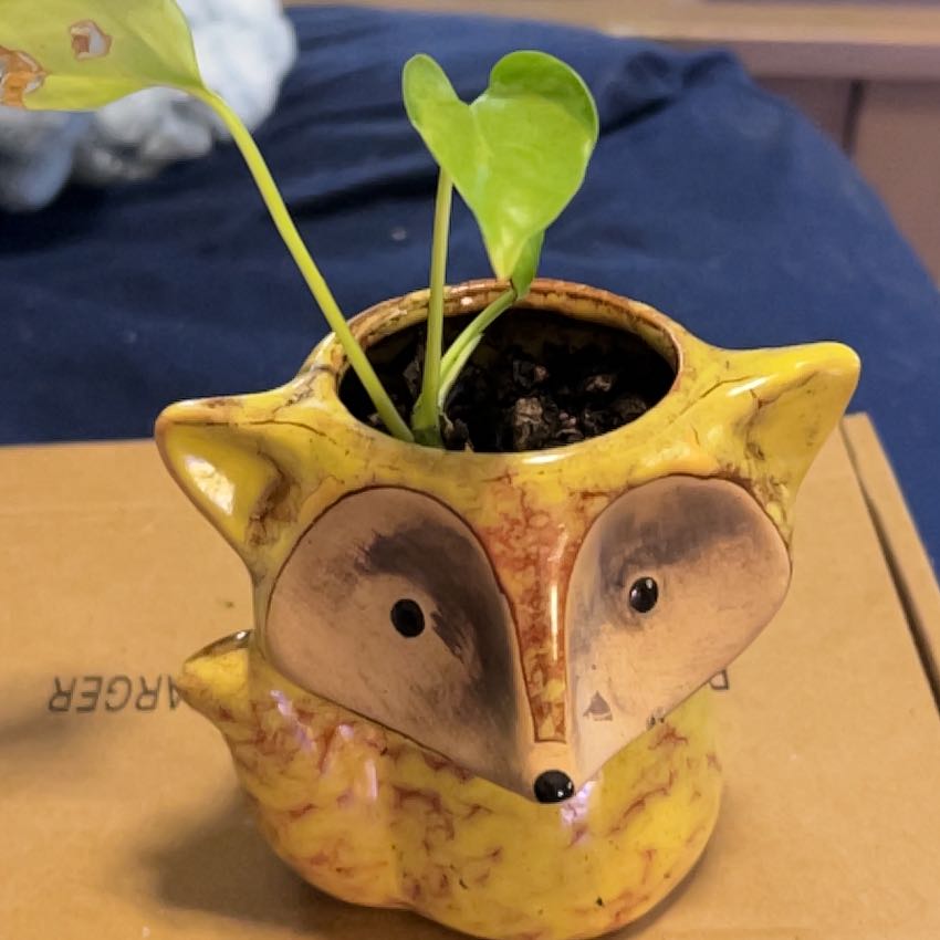 Photo of the plant species Lizard Queen Pothos by @SouthKauai named Fox on Greg, the plant care app