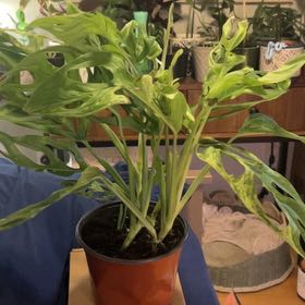 Photo of the plant species Mint Variegated Swiss Cheese Plant by @SouthKauai named Kane on Greg, the plant care app