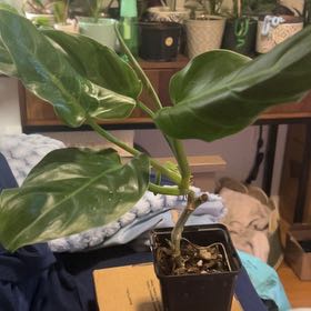 Photo of the plant species Philodendron subhastatum by @SouthKauai named Senna on Greg, the plant care app