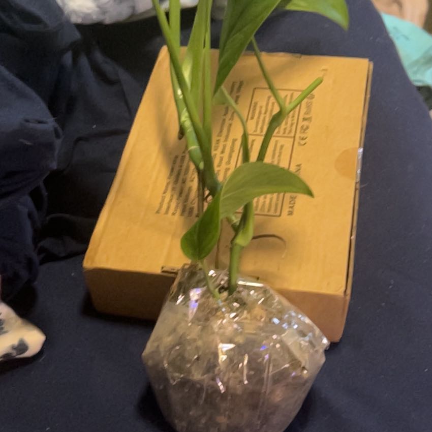 Photo of the plant species Monstera lechleriana by @SouthKauai named Dash on Greg, the plant care app