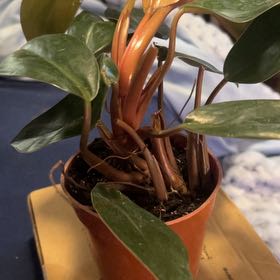 Photo of the plant species Philodendron 'Red Back' by @SouthKauai named Petra on Greg, the plant care app