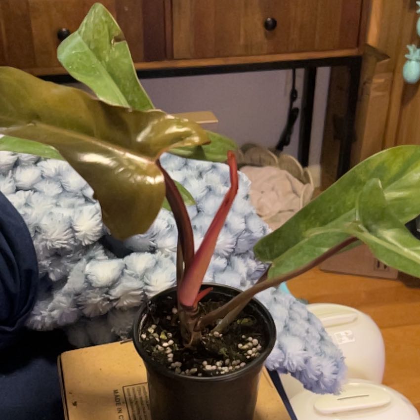 Photo of the plant species Philodendron 'Florida Bronze' by @SouthKauai named Canyon on Greg, the plant care app