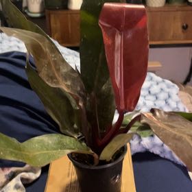 Photo of the plant species Philodendron 'Sun Red' by @SouthKauai named Marina on Greg, the plant care app
