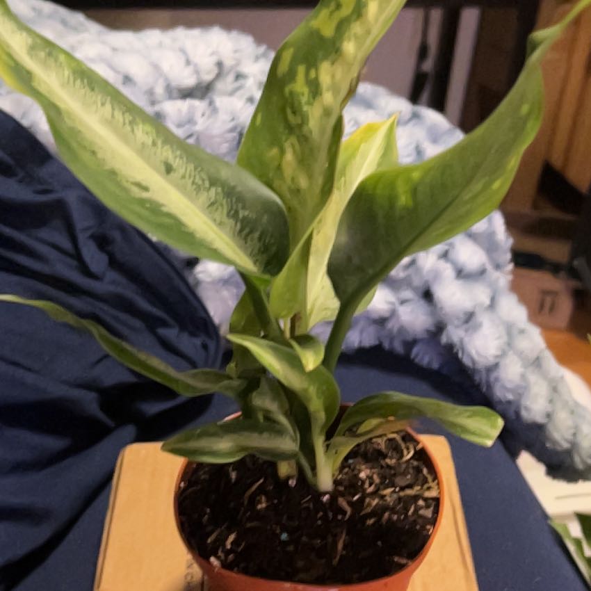 Photo of the plant species Dieffenbachia 'Panther' by @SouthKauai named Panther on Greg, the plant care app
