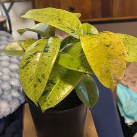Photo of the plant species Ficus Shivereana by @SouthKauai named Cascade on Greg, the plant care app