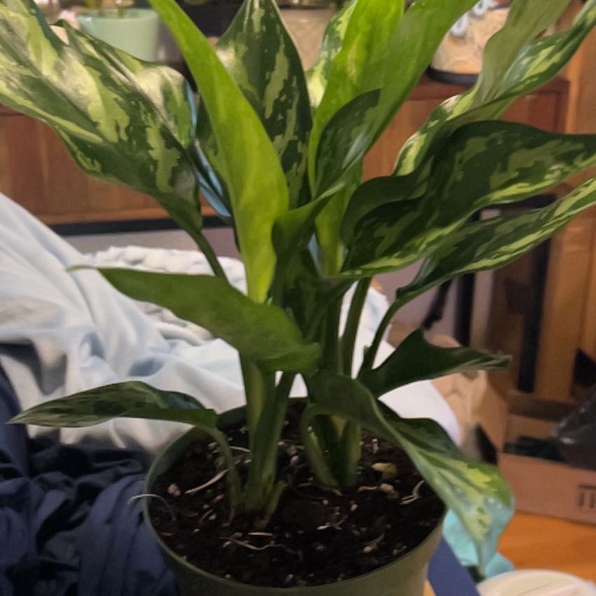 Photo of the plant species Aglaonema 'Maria' by @SouthKauai named Luz on Greg, the plant care app