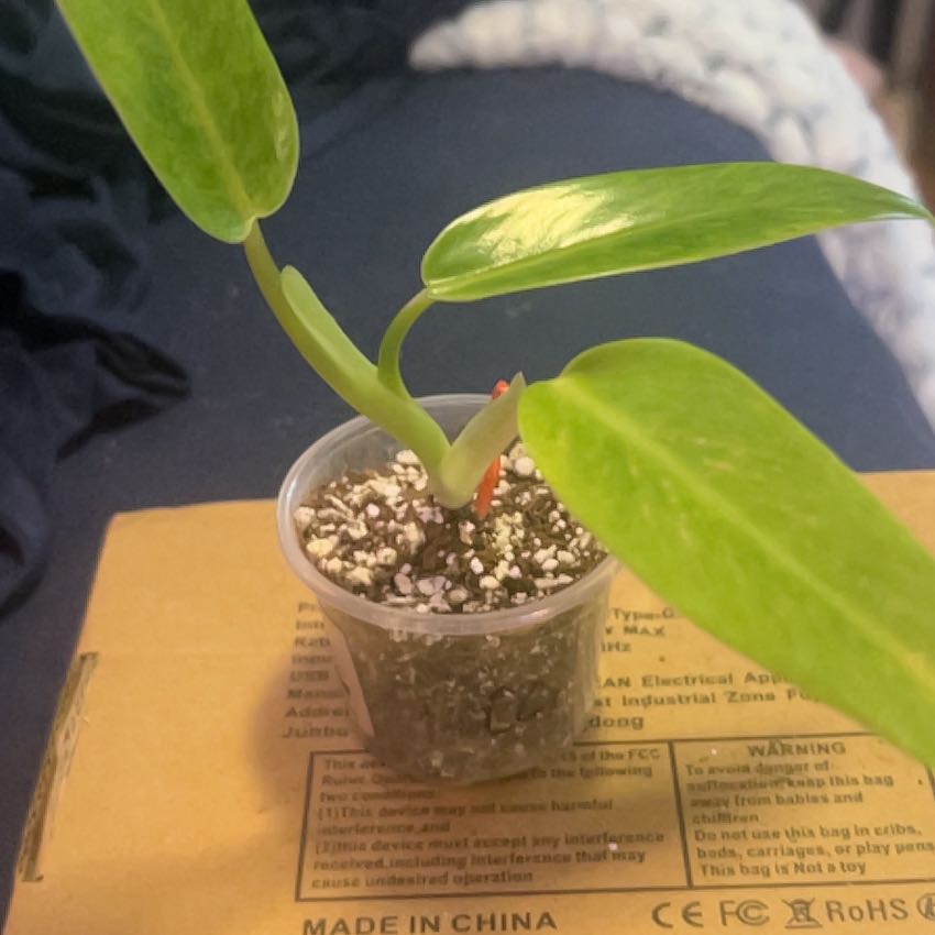 Photo of the plant species Philodendron by @SouthKauai named Kaiser on Greg, the plant care app