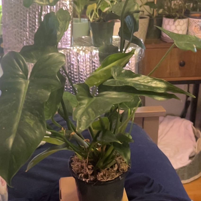 Photo of the plant species Philo Golden Dragon by @SouthKauai named Calix on Greg, the plant care app