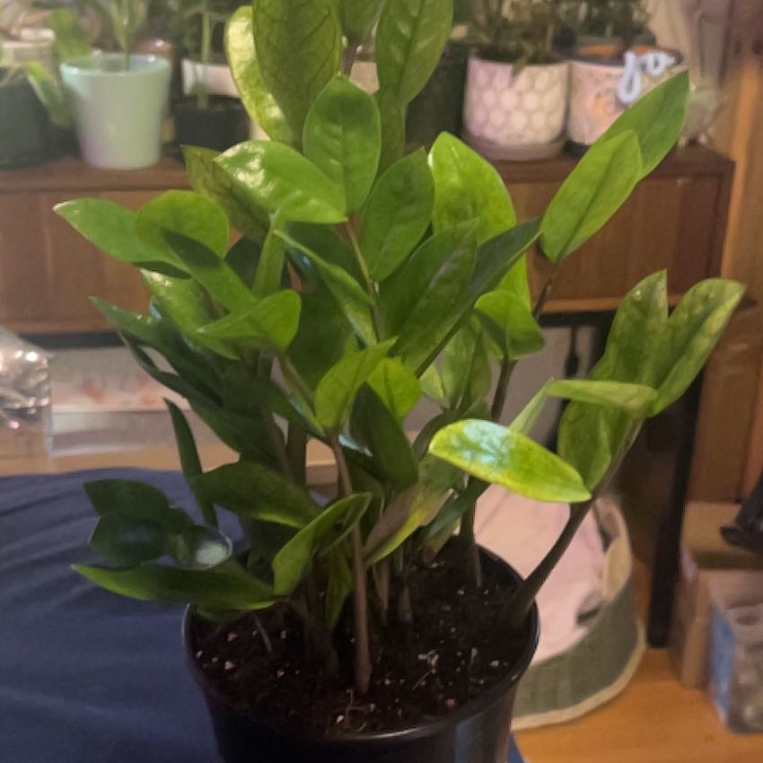 Photo of the plant species Chameleon ZZ Plant by @SouthKauai named Taylor on Greg, the plant care app