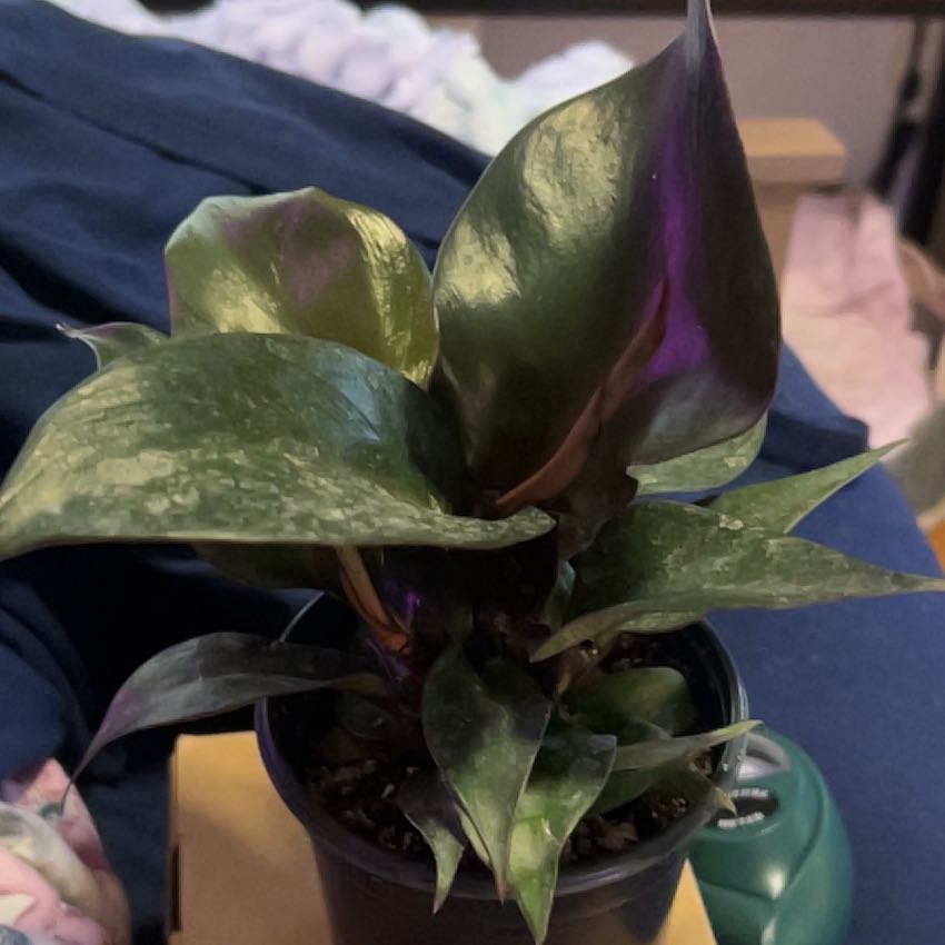 Photo of the plant species Red Heart Philodendron by @SouthKauai named Zephyr on Greg, the plant care app