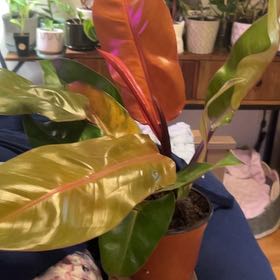Photo of the plant species Tangerine Philodendron by @SouthKauai named Coral on Greg, the plant care app