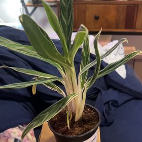 Photo of the plant species Chinese Evergreen Bai Kaw by @SouthKauai named August on Greg, the plant care app