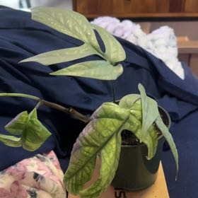 Photo of the plant species Amydrium 'Spider Man' by @SouthKauai named Luxe on Greg, the plant care app