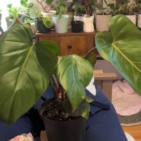 Photo of the plant species Philodendron 'Summer Glory' by @SouthKauai named Kairi on Greg, the plant care app
