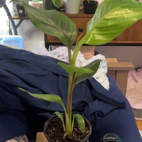 Photo of the plant species Musa Red Tiger Banana Tree by @SouthKauai named Gravity on Greg, the plant care app