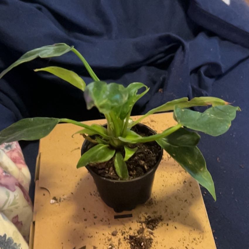 Photo of the plant species Philodendron 'Lime Fiddle' by @SouthKauai named Maverick on Greg, the plant care app