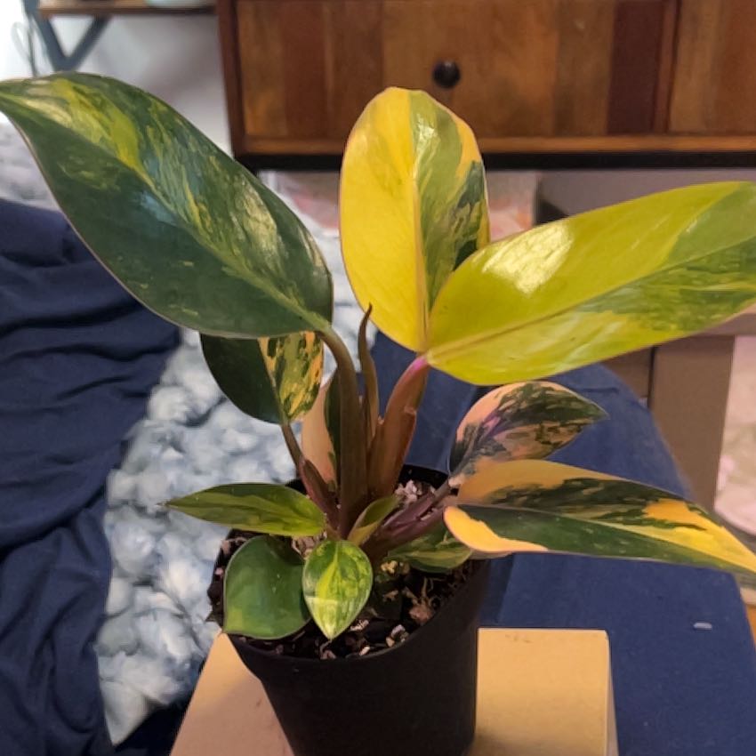 Photo of the plant species Red Congo Variegated by @SouthKauai named Aura on Greg, the plant care app