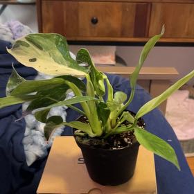 Photo of the plant species Philodendron 'Jose Buono' by @SouthKauai named Armani on Greg, the plant care app