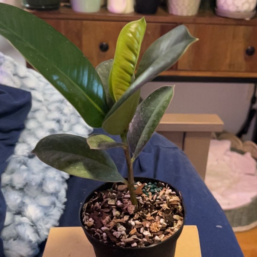 Photo of the plant species Ficus burgundy by @SouthKauai named Allegra on Greg, the plant care app