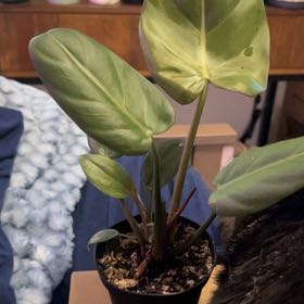 Photo of the plant species Philodendron 'Summer Glory' by @SouthKauai named Brinley on Greg, the plant care app