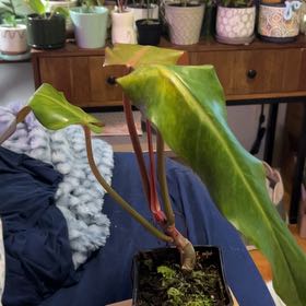 Photo of the plant species Orange Marmalade Philodendron by @SouthKauai named Fable on Greg, the plant care app