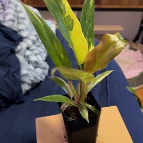 Photo of the plant species Caramel Marble Philodendron by @SouthKauai named Valley on Greg, the plant care app