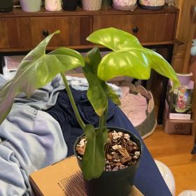 Photo of the plant species Philodendron Gold Violin by @SouthKauai named Bleu on Greg, the plant care app